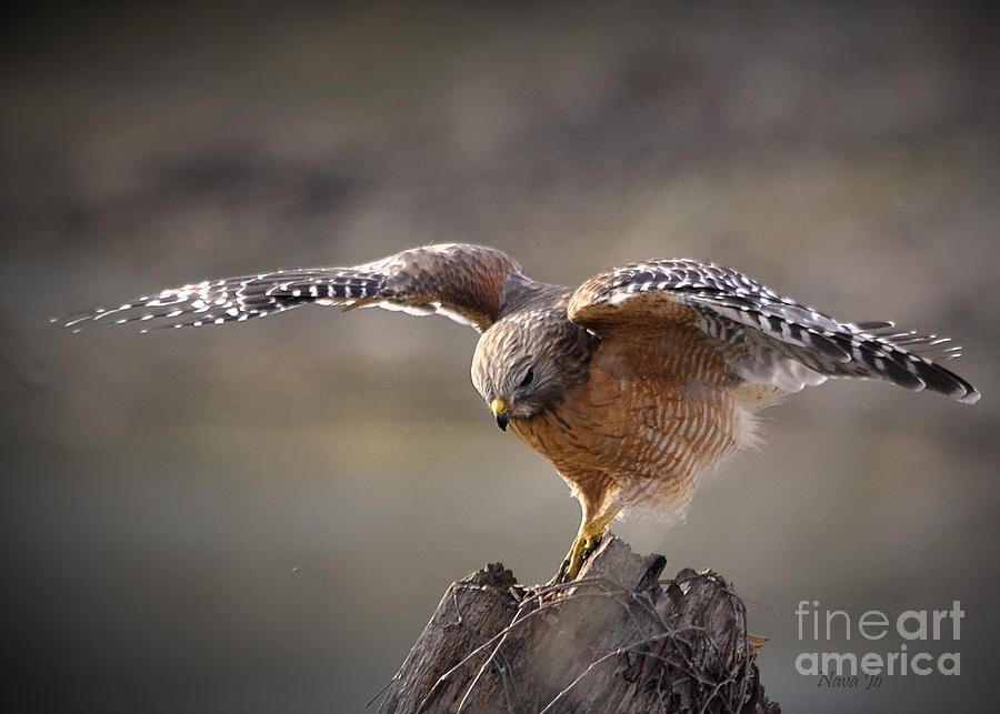 Red Shouldered Hawk Dive Photograph by Nava Thompson