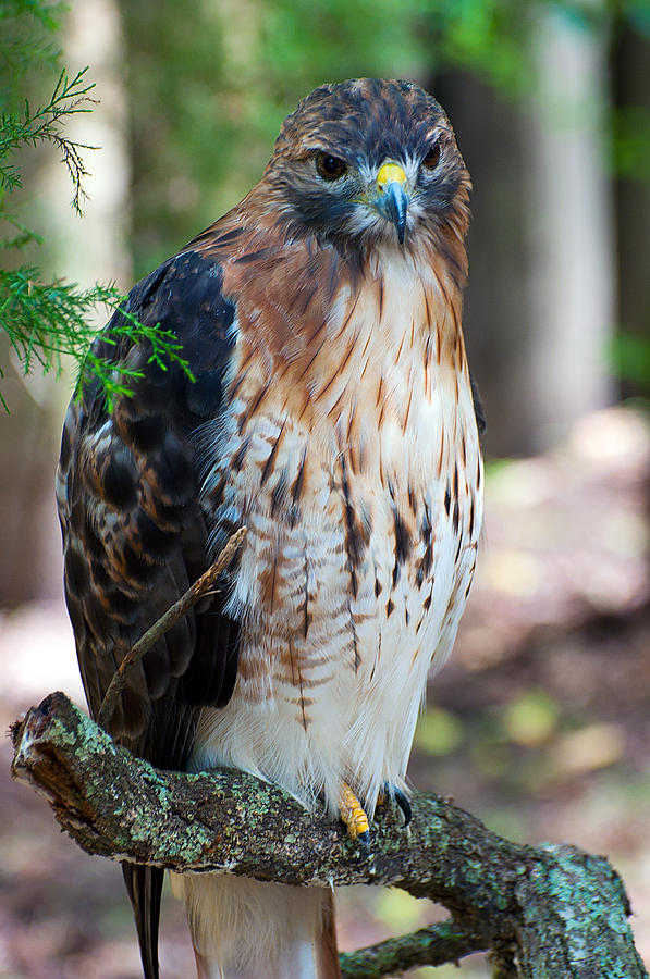 Florida Red-Shouldered Hawk Photograph by Donna Proctor