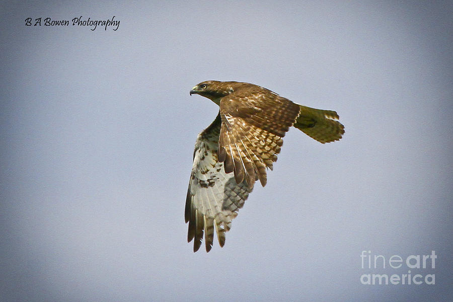 Red-shouldered Hawk flyby Photograph by Barbara Bowen
