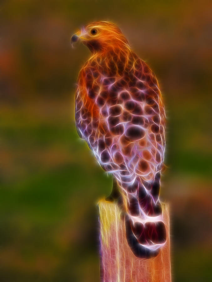 Red Shouldered Hawk Fractal Photograph by Beth Sargent