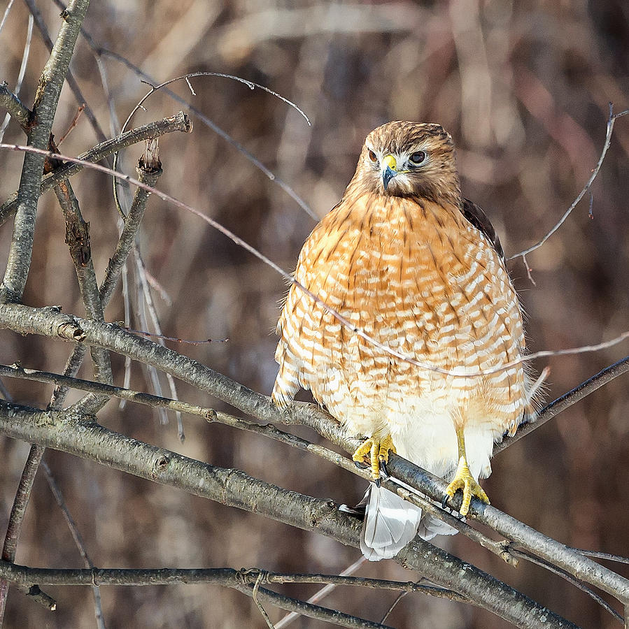 Hawk Photograph - Red-Shouldered Hawk Front View Square by Bill Wakeley