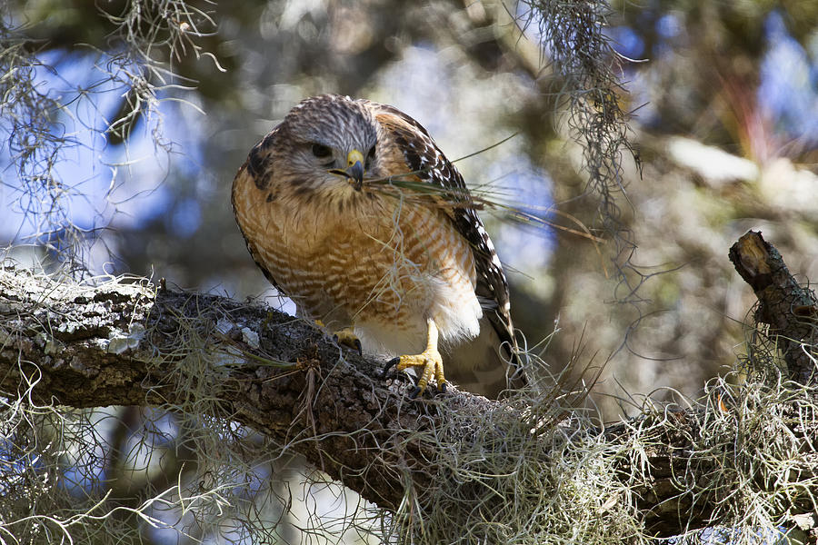 Red-shouldered Hawk Photograph by Gary Hall