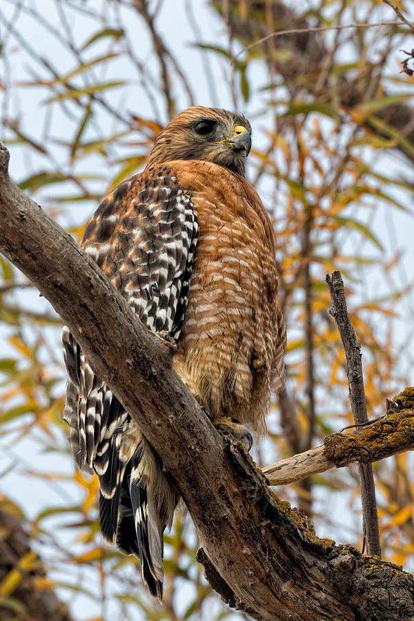 Red-shouldered Hawk in a Willow Tree Photograph by Kathleen Bishop
