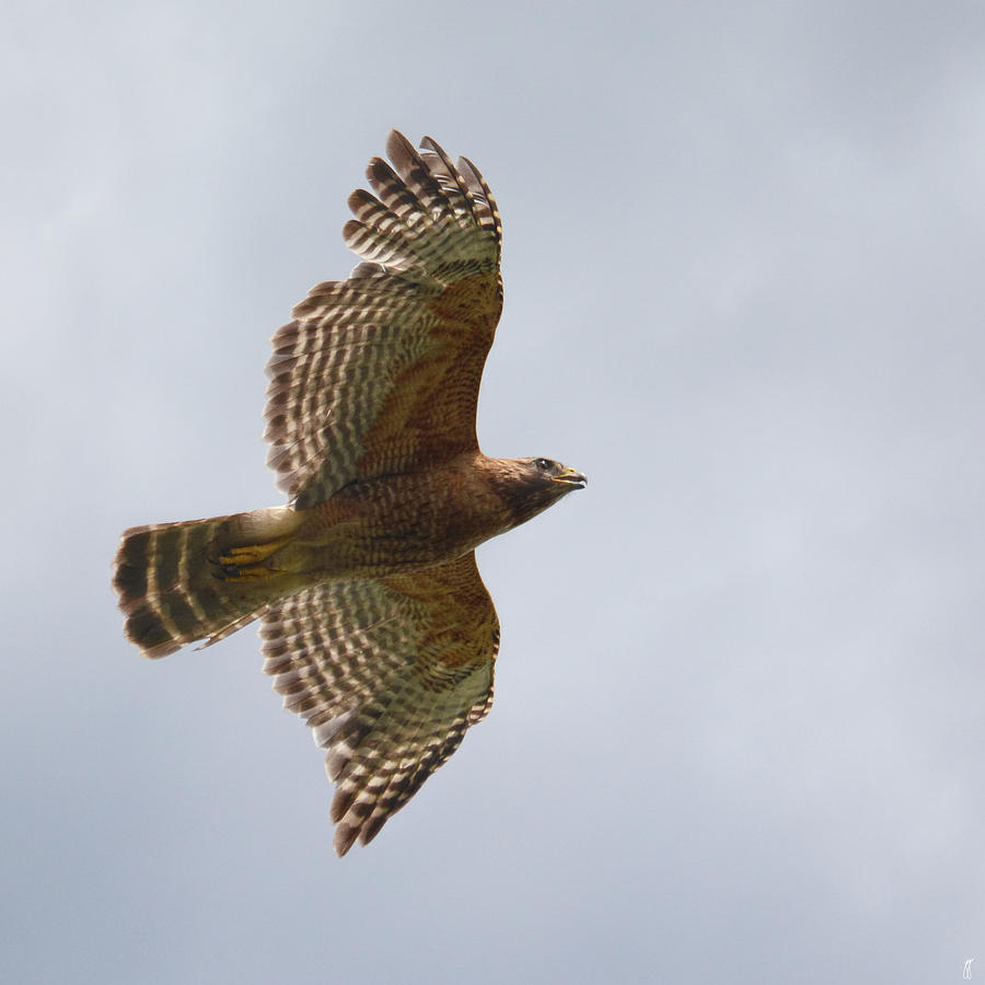 Red Shouldered Hawk in Flight - 06.11.2014 Photograph by Jai Johnson