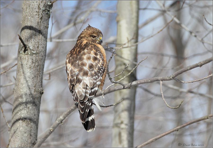 Hawk Photograph - Red Shouldered Hawk in Habitat by Daniel Behm