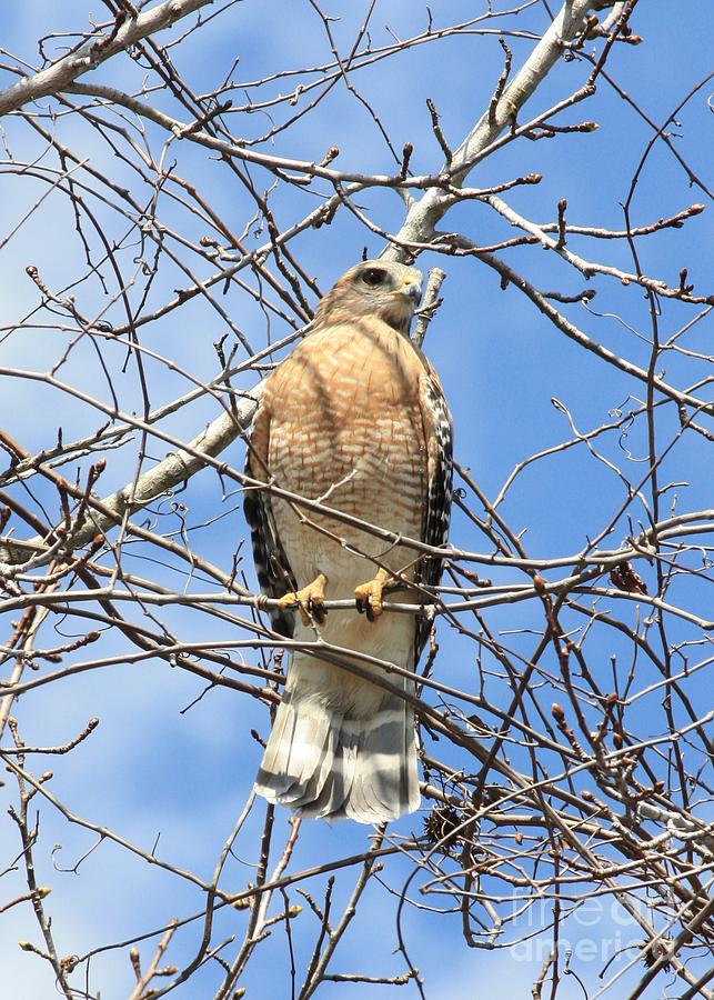 Red Shouldered Hawk In Tree Photograph by Carol Groenen