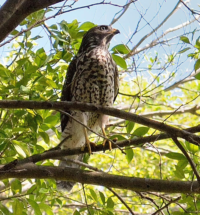 Red Shouldered Hawk Juvenile Photograph by Alan Seelye-James - Fine Art ...