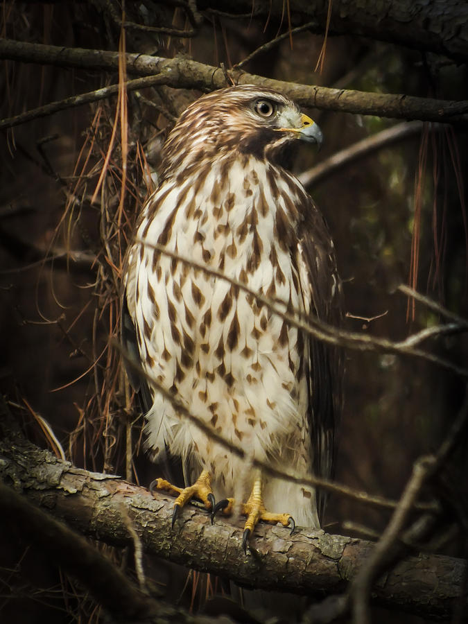 Bird Photograph - Red Shouldered Hawk by Karen Wiles