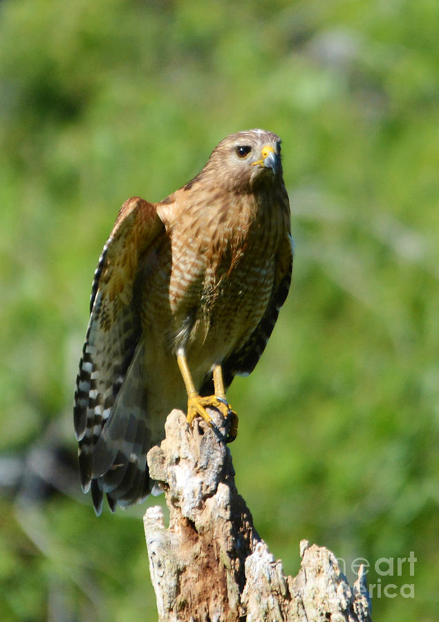Red Shouldered Hawk Photograph by Kathy Baccari