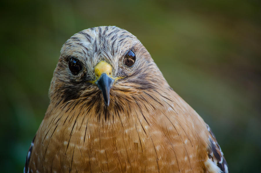 Red Shouldered Hawk Photograph by Linda Villers