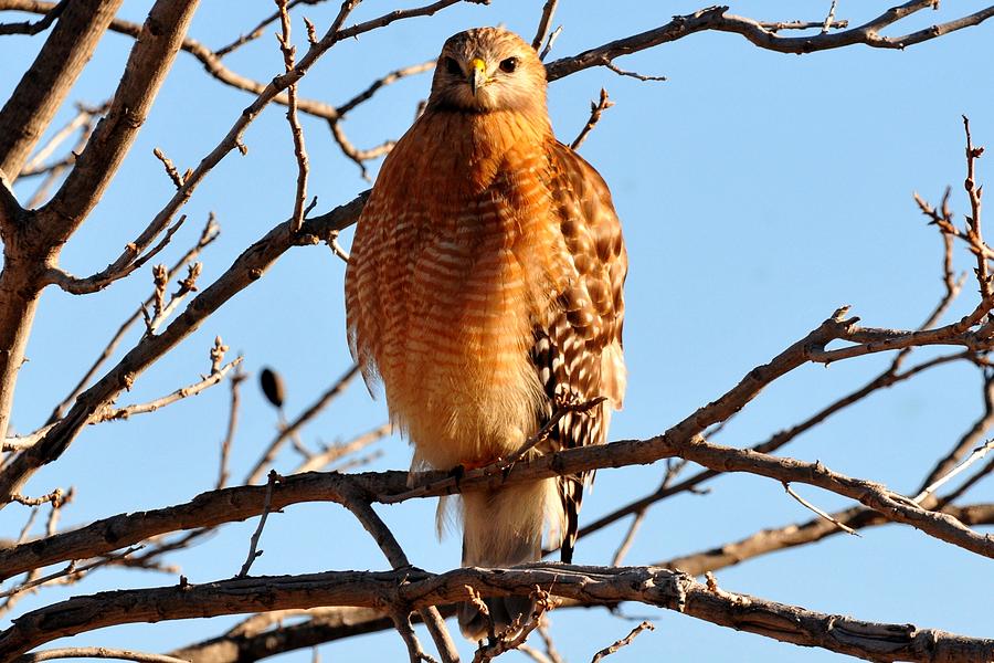 Red-shouldered Hawk Photograph by Marilyn Burton