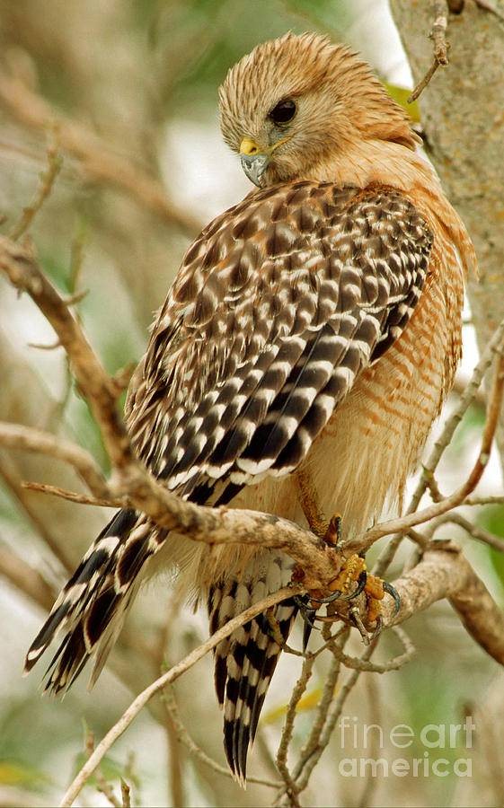 Red Shouldered Hawk Photograph by Millard H. Sharp