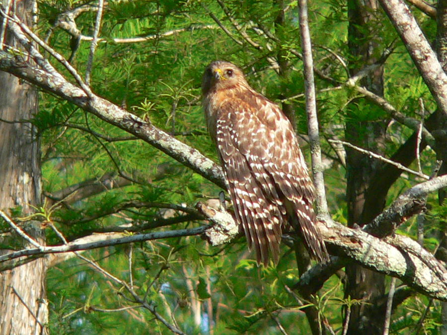 Red Shouldered Hawk Photograph by Kimo Fernandez