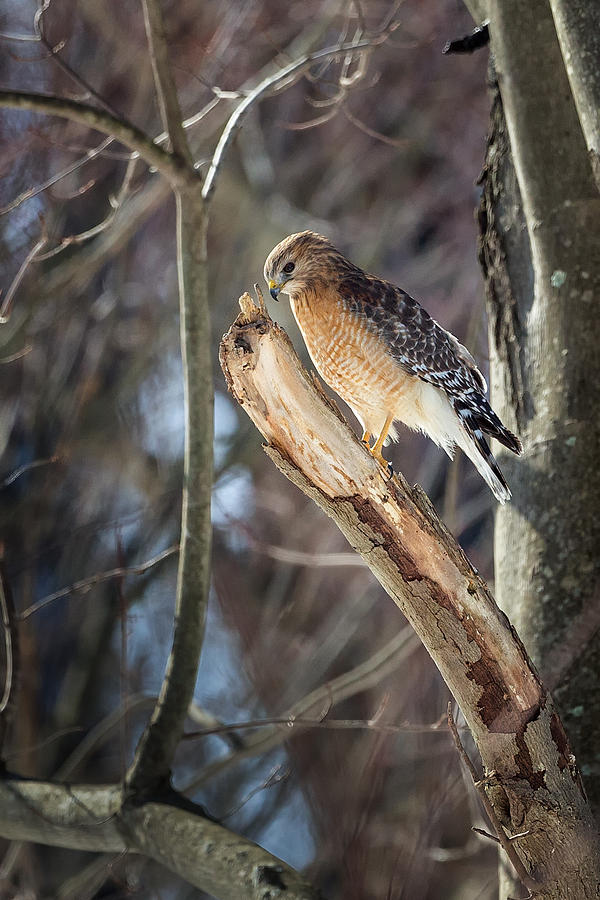 Red Shouldered Hawk Portrait Photograph by Bill Wakeley