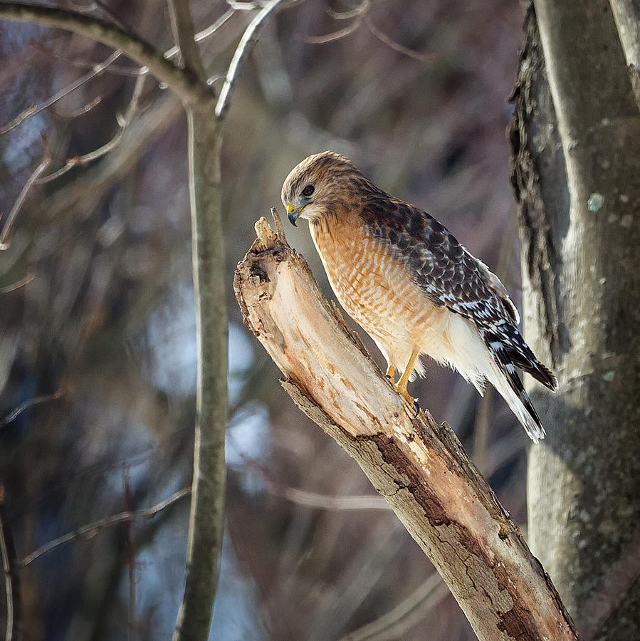 Hawk Photograph - Red-Shouldered Hawk Portrait Square by Bill Wakeley