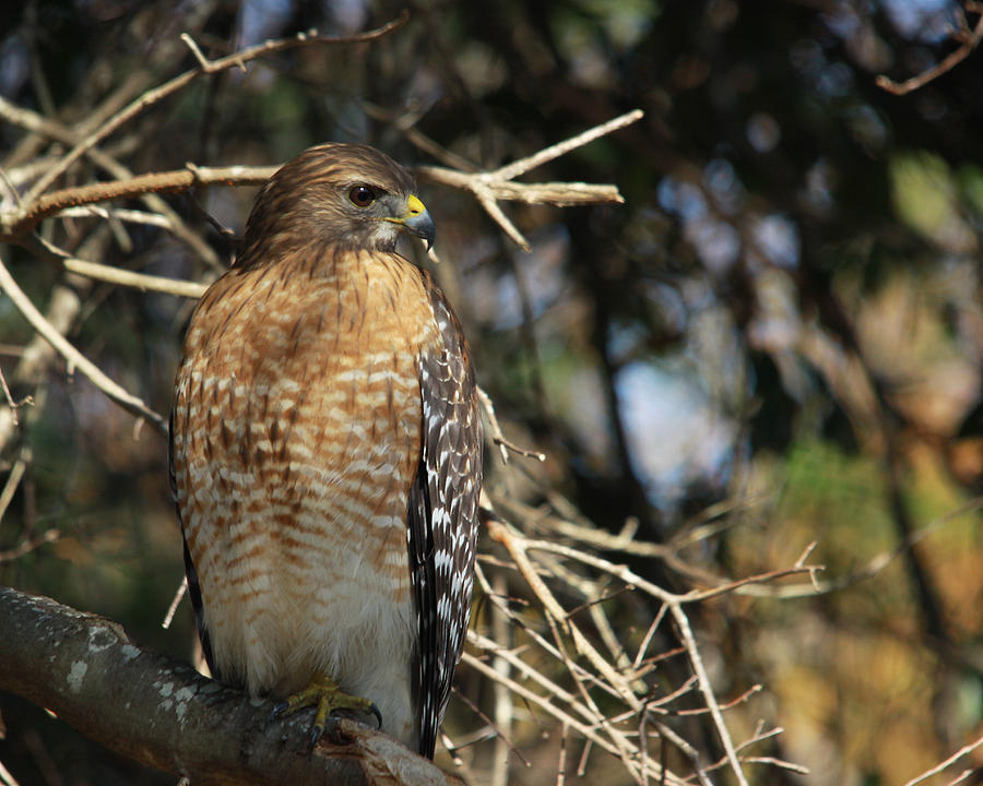 Red-shouldered Hawk Profile Photograph By Isaac Green - Pixels