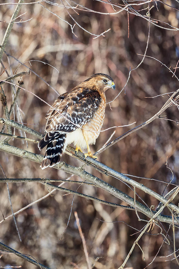 Hawk Photograph - Red Shouldered Hawk Rear View by Bill Wakeley