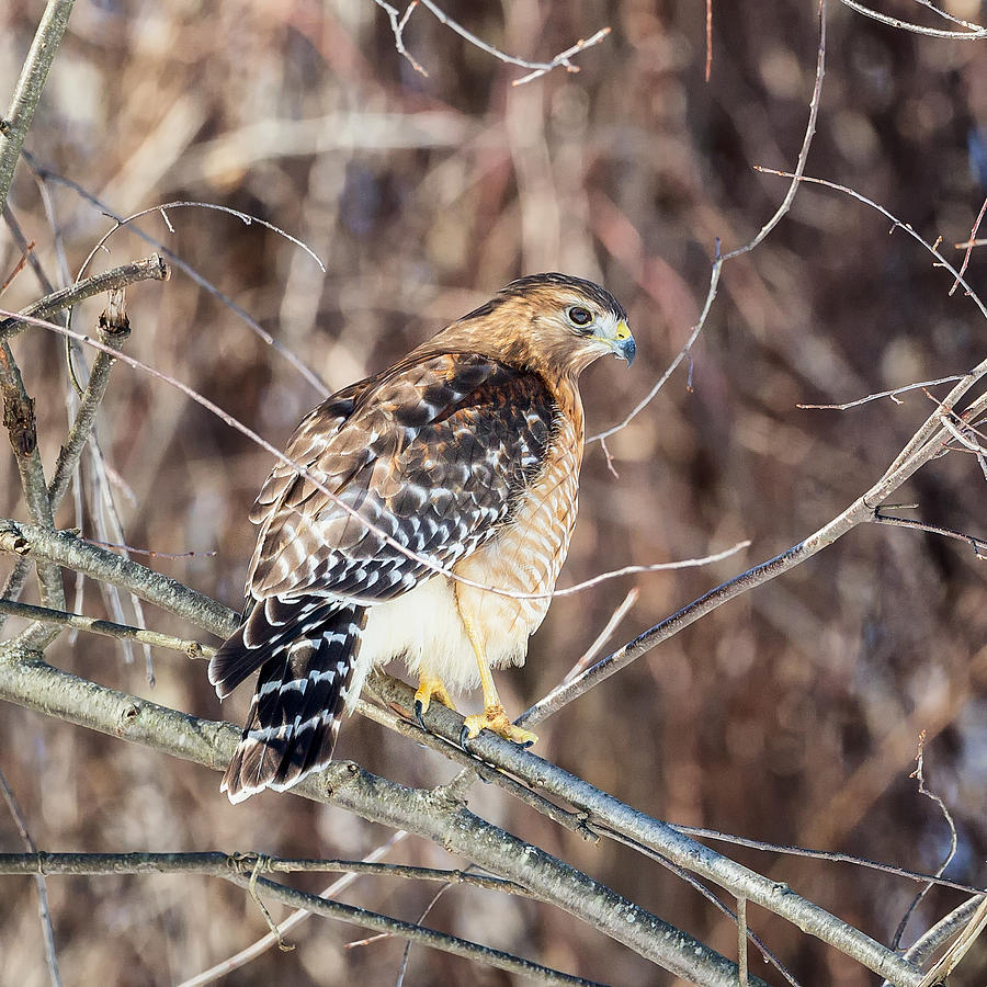 Red-Shouldered Hawk Rear View Square Photograph by Bill Wakeley