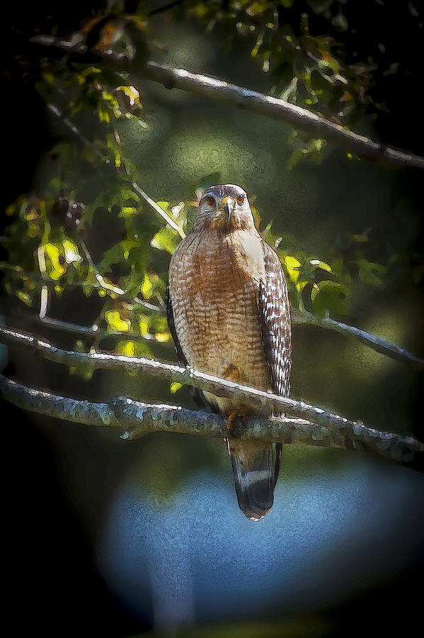 Hawk Photograph - Red Shouldered Hawk by Rich Franco