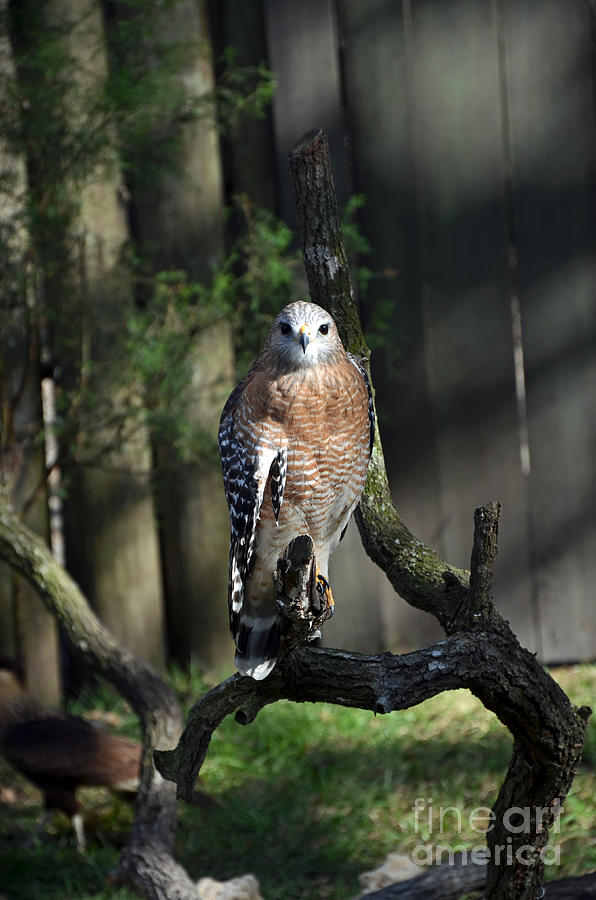 Hawk Photograph - Red Shouldered-Hawk by Robert Meanor