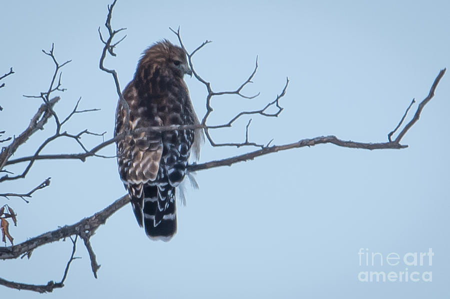 Red-shouldered Hawk Photograph by Ronald Grogan