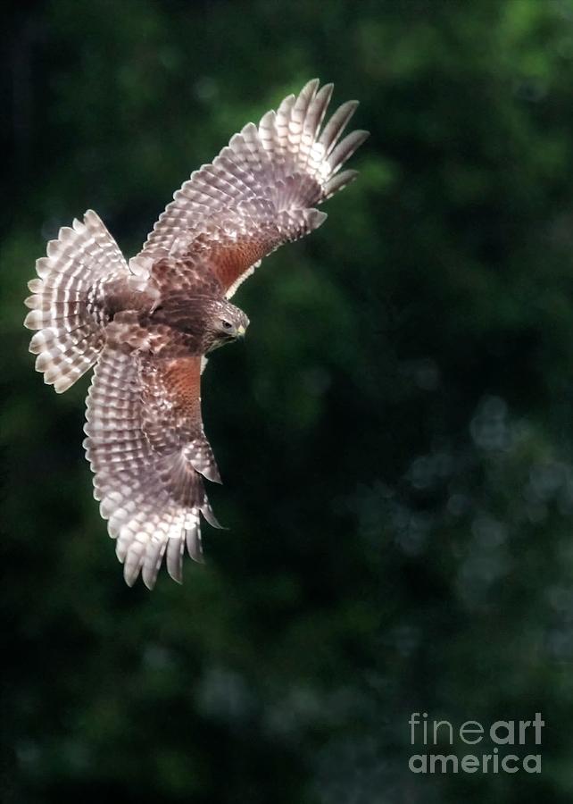 Red Shouldered Hawk Photograph by Sabrina L Ryan