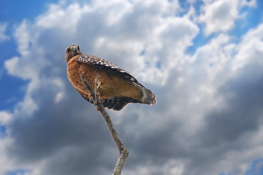 Hawk Photograph - Red Shouldered Hawk Series - High Perch by Roy Williams