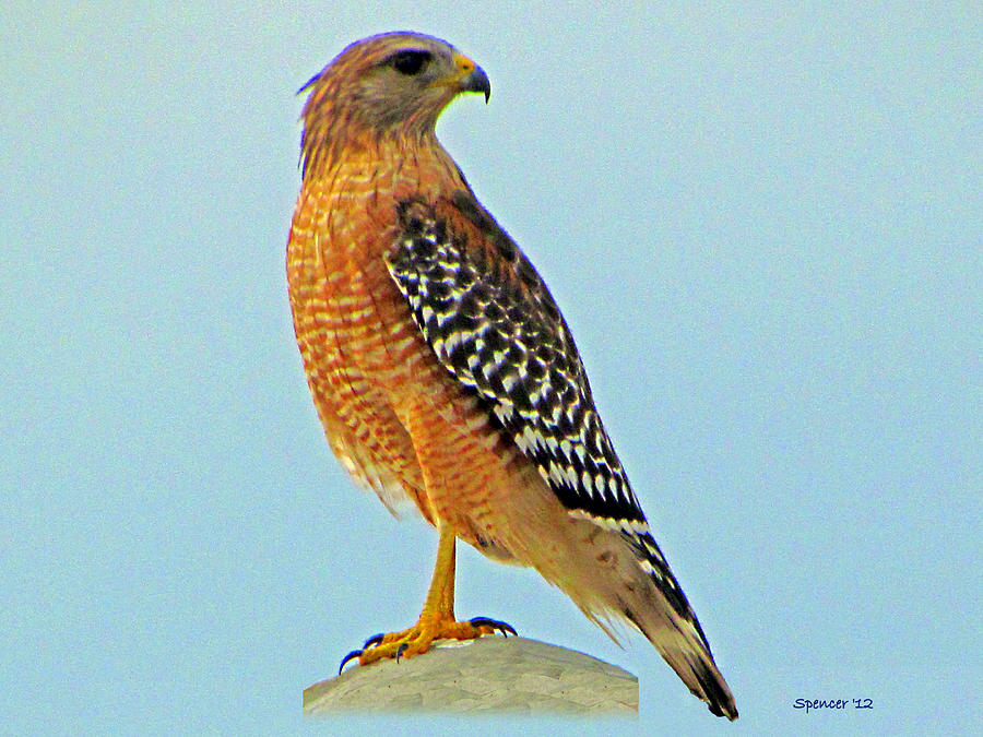 Red-shouldered Hawk Photograph by T Guy Spencer