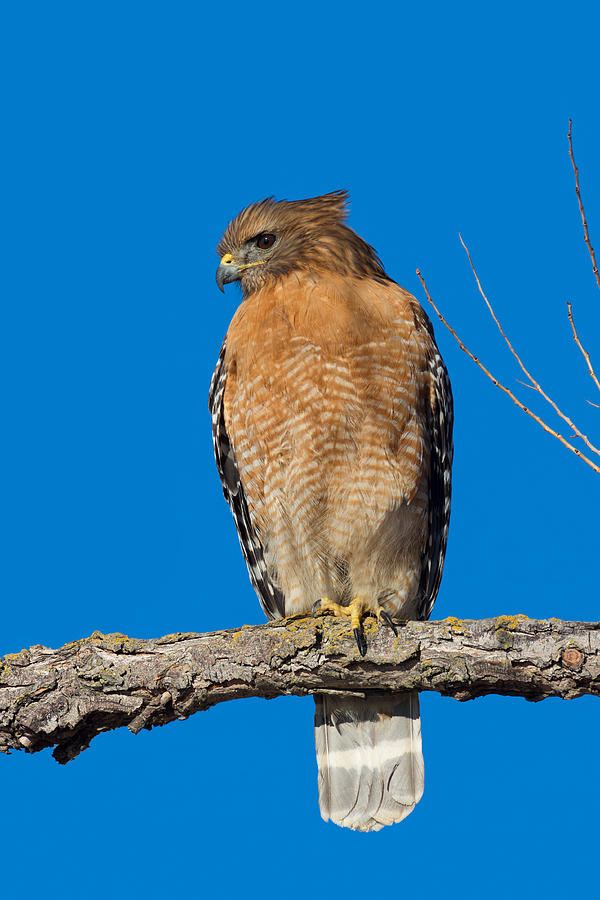 Red-shouldered Hawk Watching the Ducks Photograph by Kathleen Bishop