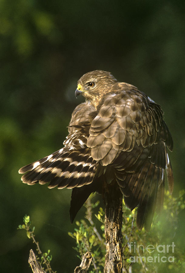 Red-shouldered Hawk Wild Texas Photograph by Dave Welling