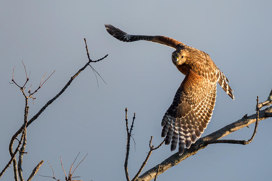 Hawk Photograph - Red Shoulered Hawk in Flight by Bill Wakeley