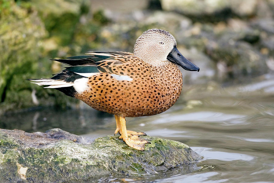 Red Shoveler Duck Photograph by John Devries/science Photo Library