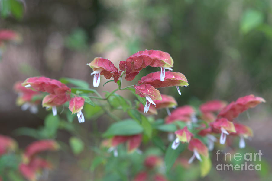 Flowers Still Life Photograph - Red Shrimp Plant by Liane Wright