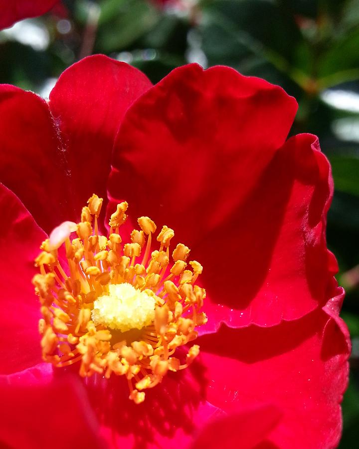 Red Shrub Rose Photograph by Caryl J Bohn
