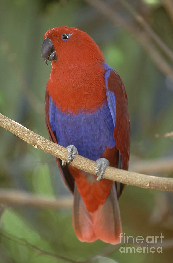 Red-sided Eclectus Parrot, Australia Photograph by Art Wolfe