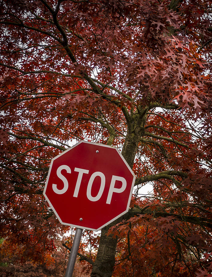 Red Sign Red Leaves Photograph by Tara Friedt - Fine Art America