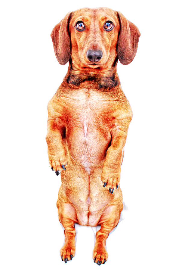 Dachshund Photograph - Red Sitting Pretty  by Johnny Ortez-Tibbels