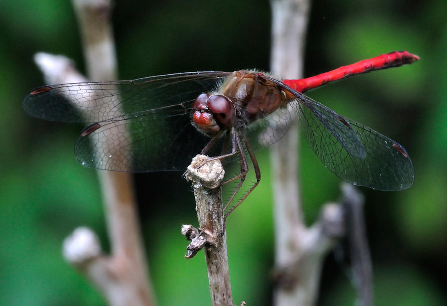 Red Dragonfly Photograph - Red Skimmer 2 by J Scott Davidson