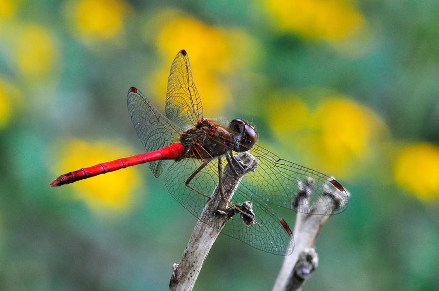Insects Photograph - Red Skimmer by J Scott Davidson