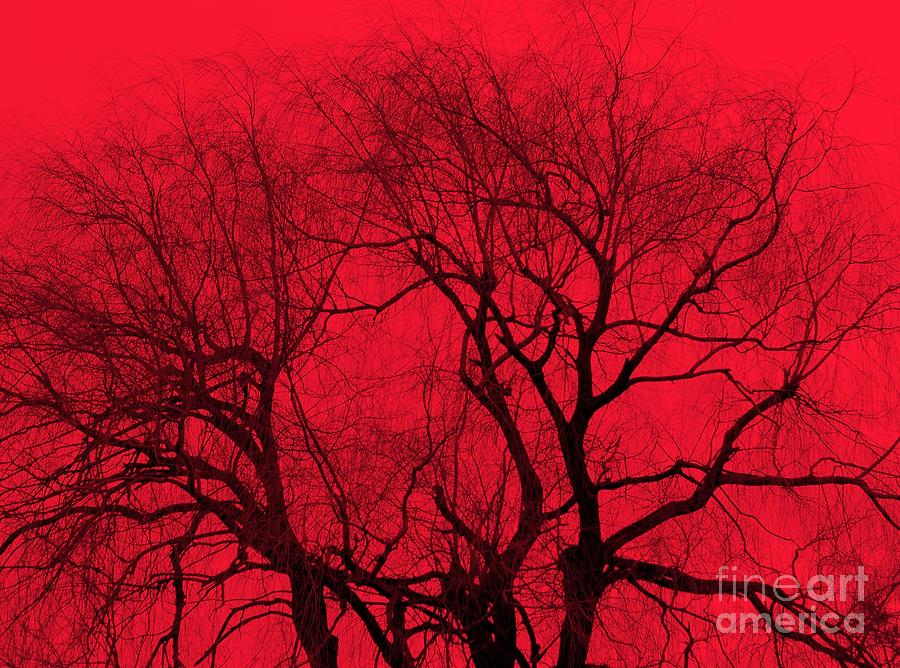 Nature Photograph - Red Sky by Kathleen Struckle