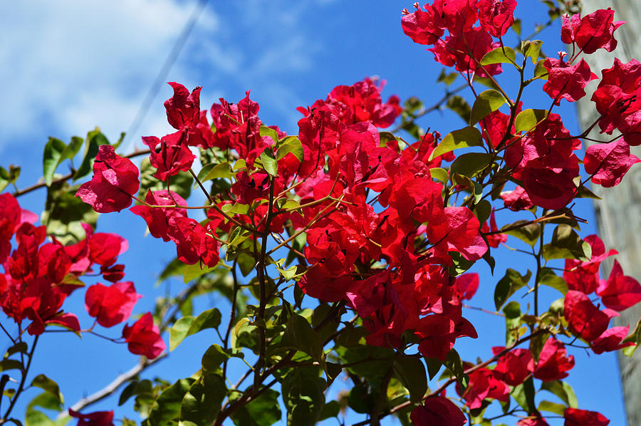 Flower Photograph - Red Sky by Robert Palmeri