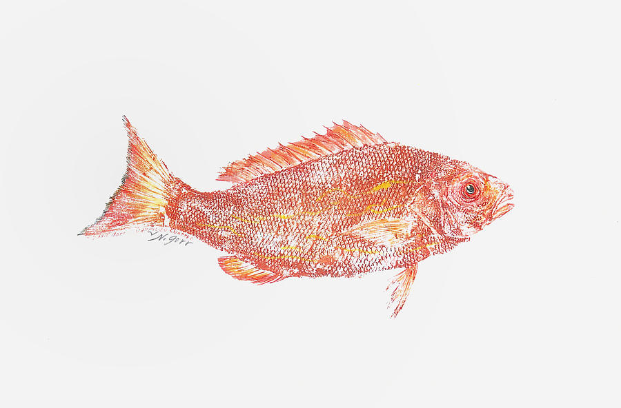 Fish Mixed Media - Red Snapper Against White Background by Nancy Gorr