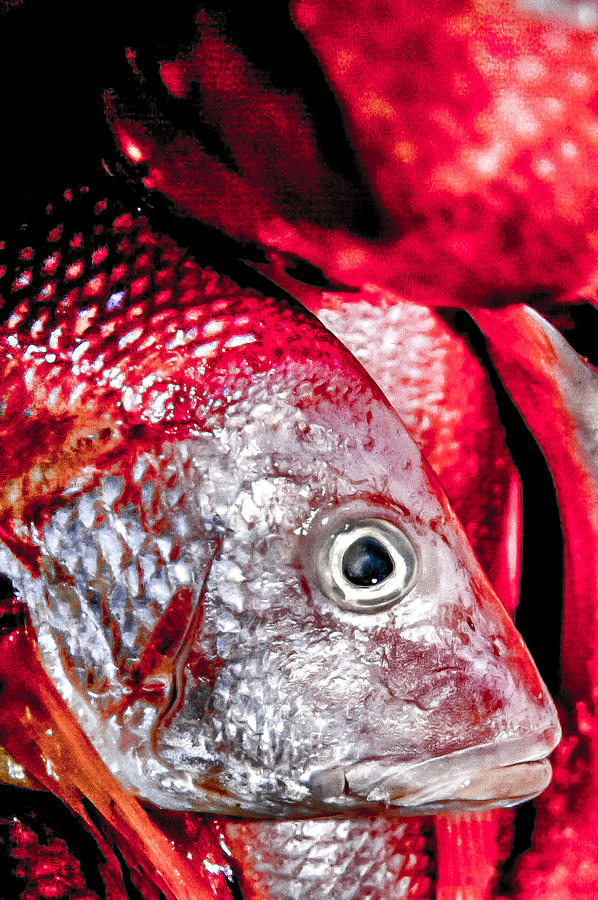 Red Snapper Photograph by Jim DeLillo