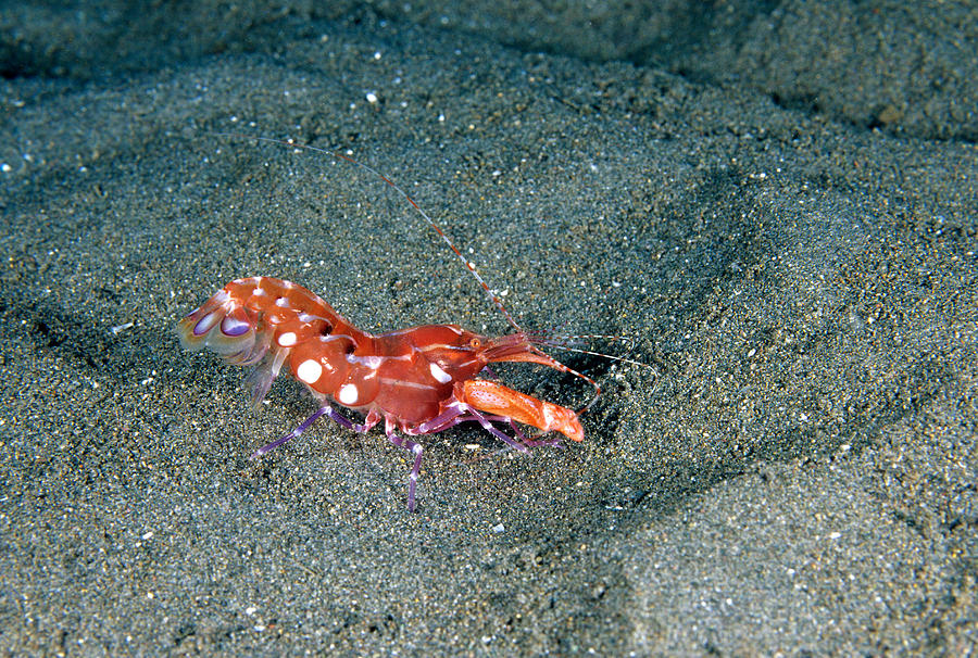 Red Snapping Shrimp Alpheus Armatus Photograph by Andrew J. Martinez