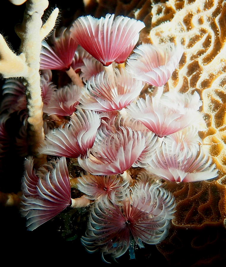Red Social Feather Dusters on Coral Reef Photograph by Amy McDaniel
