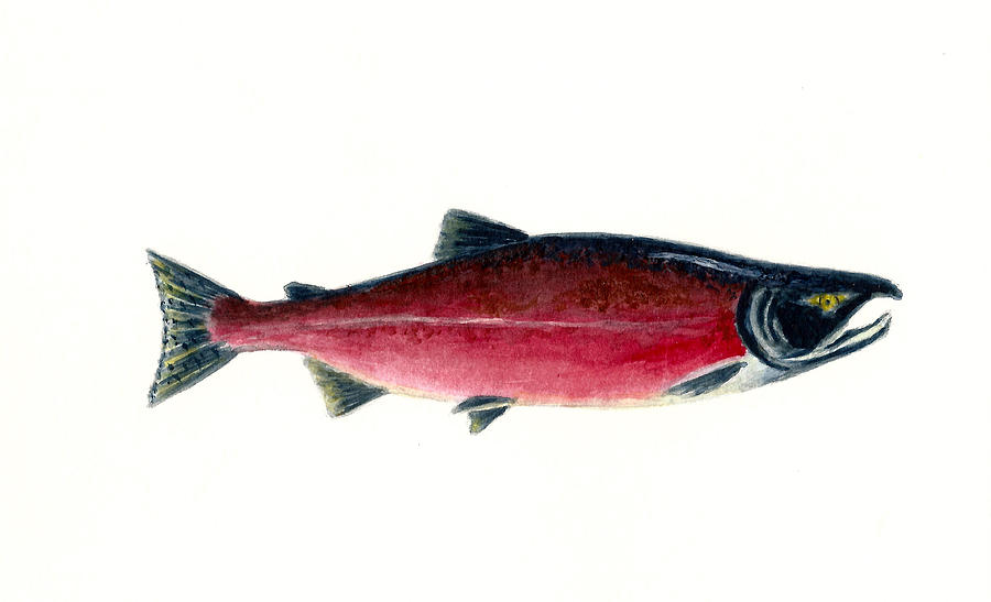 Red Sockeye Salmon Painting by Michael Vigliotti