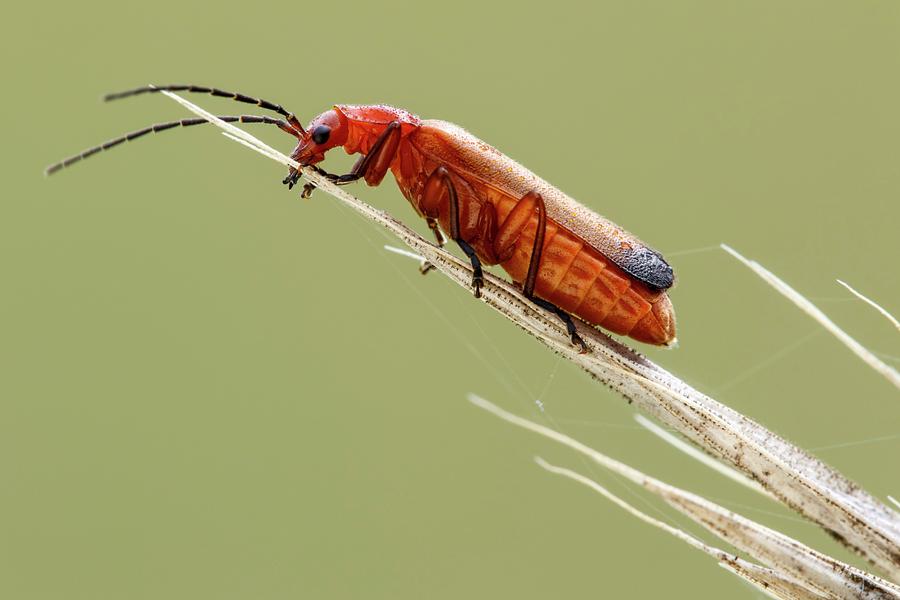 Red Soldier Beetle Photograph by Heath Mcdonald