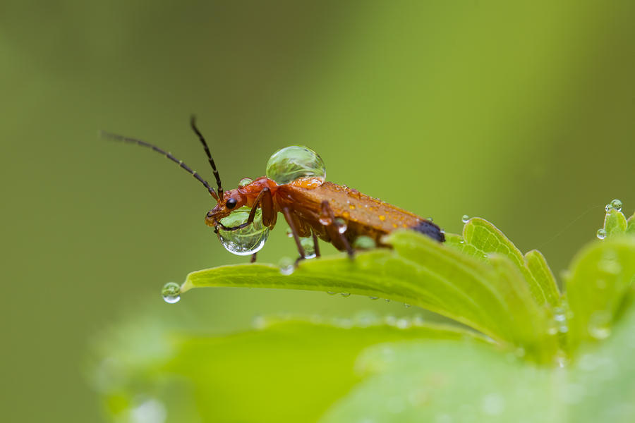 Red soldier beetle Photograph by Mircea Costina Photography