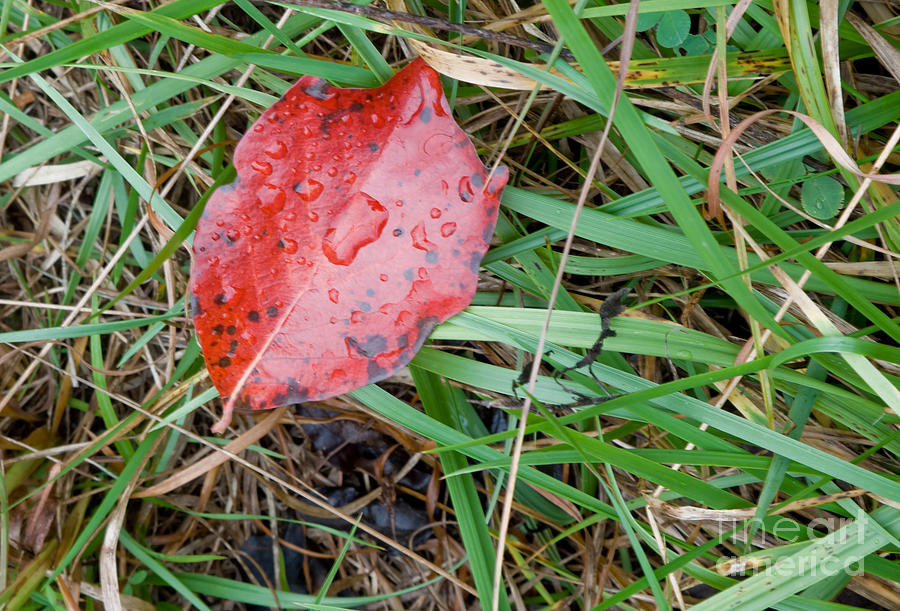 Red Sourwood Leaf On Grass Photograph by Ules Barnwell