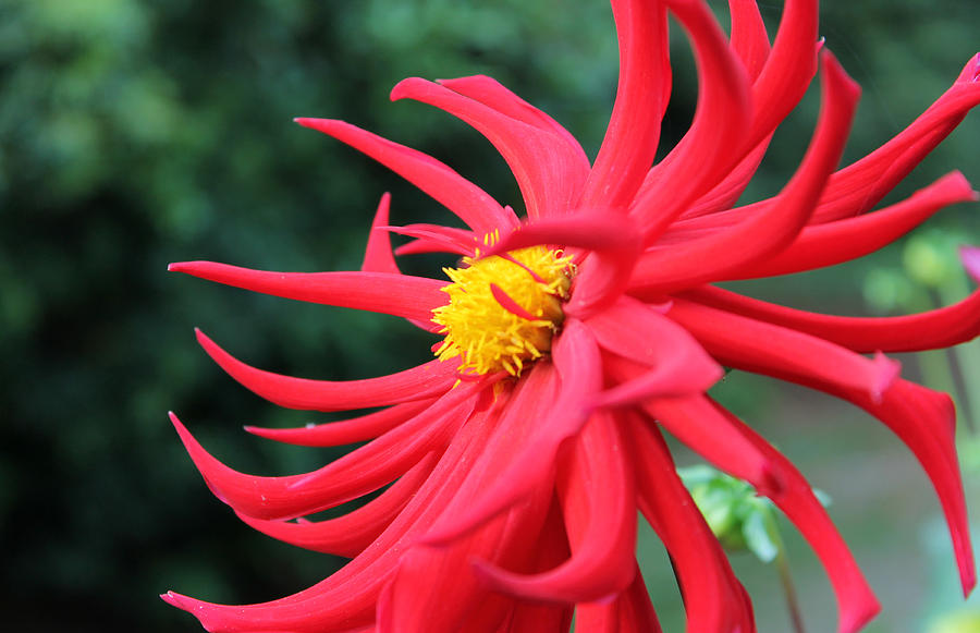 Nature Photograph - Red Spider Dahlia by Canyon Cassidy
